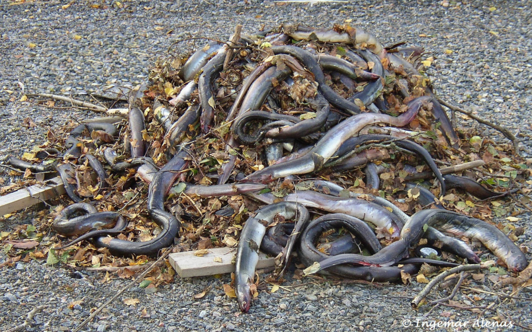 Varje år dör mer än 100 ton ål  i onödan….